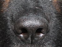 Yarrie  Bes.: Moni Müller : Jame_Yarrie